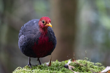 Nature wildlife bird of crimson-headed partridge on deep jungle rainforest, It is endemic to the...