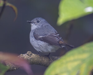 Nature wildlife bird species of Little Pied Flycatcher on perched on a tree branch found in Borneo,...