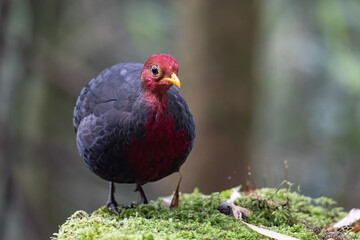 Nature wildlife bird of crimson-headed partridge on deep jungle rainforest, It is endemic to the island of Borneo