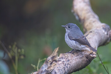 Obraz premium Nature wildlife bird species of Little Pied Flycatcher on perched on a tree branch found in Borneo, Sabah,Malaysia with nature wildlife background