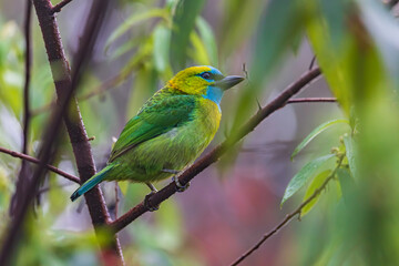 Nature wildlife bird Golden-naped Barbet bird also is endemic to the island of Borneo