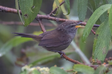 Nature wildlife image of Sunda Bush warbler bird on deep jungle forest in Sabah, Borneo