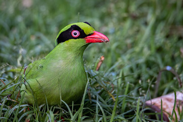 Nature wildlife image of green birds of Borneo known as Bornean Green Magpie