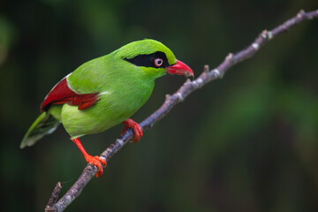 Nature wildlife image of green birds of Borneo known as Bornean Green Magpie