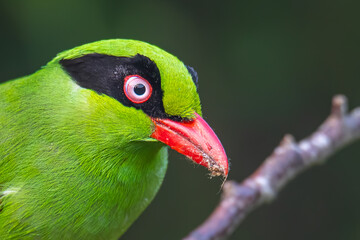 Nature wildlife image of green birds of Borneo known as Bornean Green Magpie