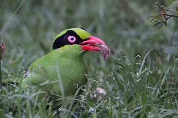 Nature wildlife image of green birds of Borneo known as Bornean Green Magpie