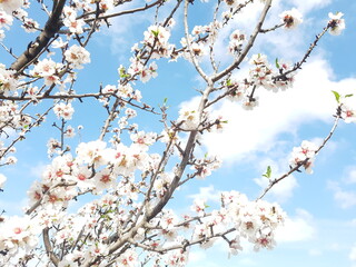 blossom