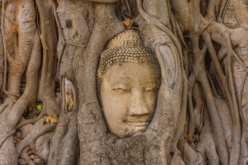 Buddha head embedded in a Banyan Tree in Ayutthaya, Thailand