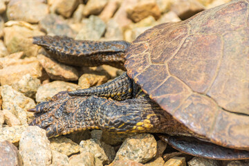 Fototapeta premium Chrysemys Picta, or painted turtle, in Singapore Botanic Gardens