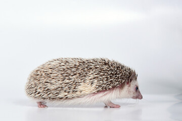 An African cute hedgehog with brown spines and needles on its back stomps on a white isolated background