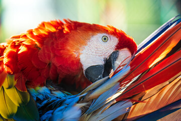 Beautiful Red Macaw Parrot cleaning his feathers by beak. © DedMityay