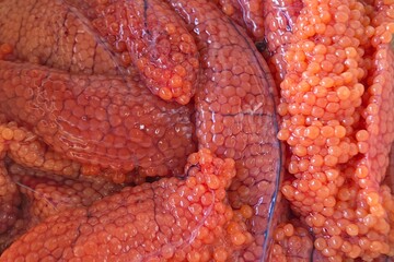 Red chum salmon caviar in the roe ( ovary ) at the fish processing plant. Amur river. Khabarovsk Krai, far East, Russia.