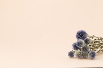 Bunch of blue thistle on beige background.