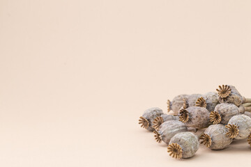 Dried plants isolated on beige. Bunch of poppies.