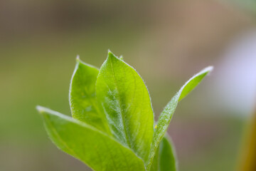 Green young leaf close-up. Blurred background.
