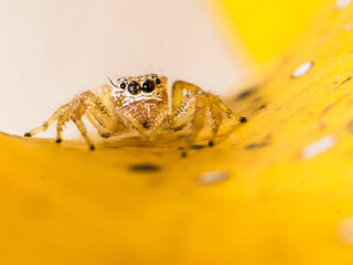 Fotografia macro de aranha