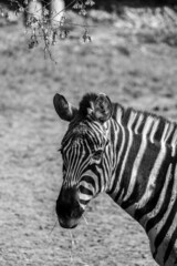 Fototapeta na wymiar Zebra biopark