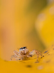 Fotografia macro de aranha