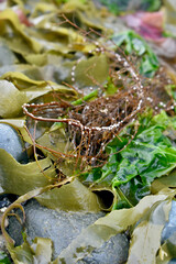 Autumn ocean scene close-up background in nature