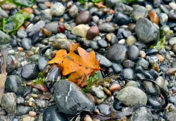 Autumn ocean scene close-up background in nature