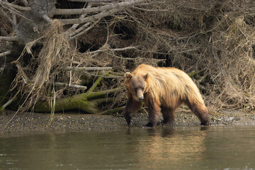 Searching for Salmon