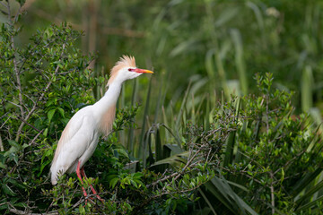 Cattle Egret