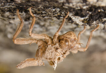 metamorphose of dragon fly, suspended in rock