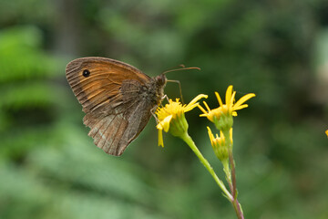 Fototapeta premium Una mariposa descansa en una flor amarilla. Cantabria, 2021.
