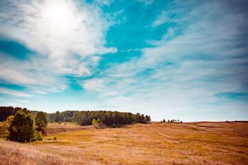 Beautiful yellow field, blue sky and clouds, green forest in the distance.