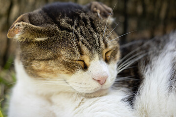 portrait of a cute cat