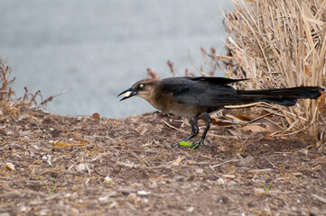 Female Great-tailed Grackle feeding on the ground.
