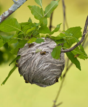 Aerial Yellowjackets Building A New Nest.