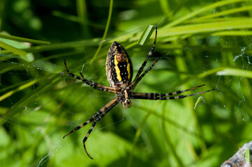 Female Banded Argiope upside down in web