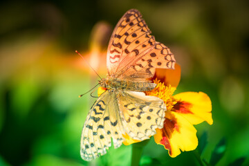 Colored butterfly and evening sun.