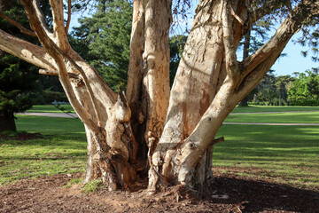 Obraz premium morning light on tree in the park