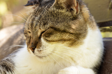 portrait of a cute cat