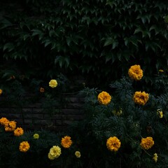 flowers in the night