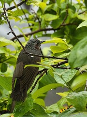비를 피하는 오금동 직박구리