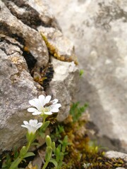Mosca posada en una flor.