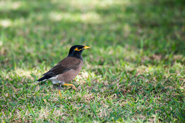 Common myna strutting on the ground in Hawaii.