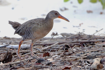 Mangrove Rail (Rallus longirostris) walking in the middle of the mangrove
