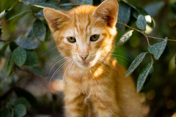 portrait of a cute cat