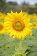 Fototapeta premium yellow sunflower in nature garden