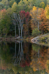 Autumn Trees Reflected in Water