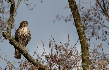 hawk on a branch