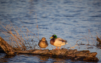 ducks