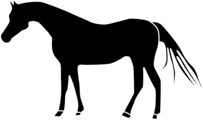 美しい馬のシルエット「横向き」