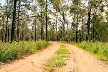 Fototapeta na wymiar Dirt track through the Terrick Terrick National Park, Victoria Australia
