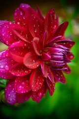 Fototapeta premium Red Dahlia side view after a rainstorm.