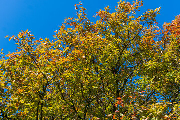 Felsenbirne im  Herbst